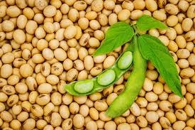 Soybeans