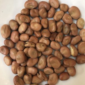 Faba Beans ( Fava or Broad)