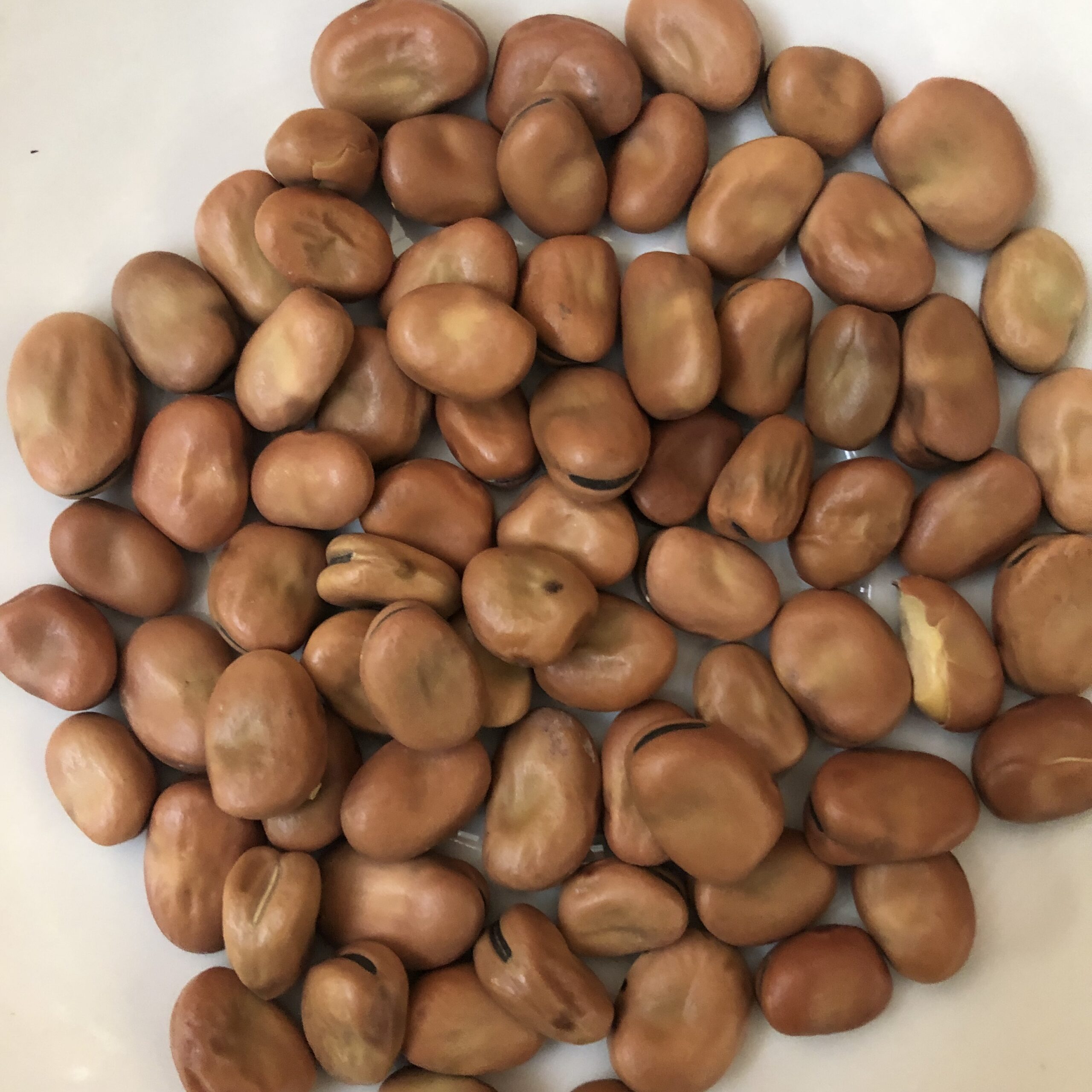 Faba Beans ( Fava or Broad)